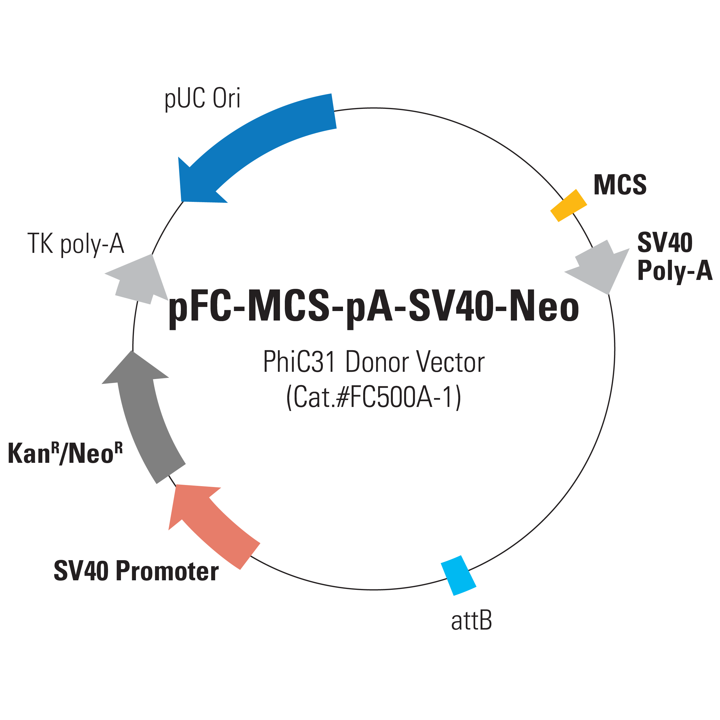 遺伝子組換えを一段階で行う遺伝子導入システム phiC31 Integrase Vector System
