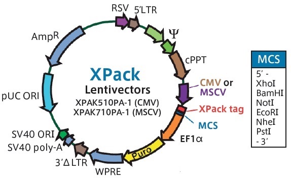 エキソソーム産生システムXPackのLentivector