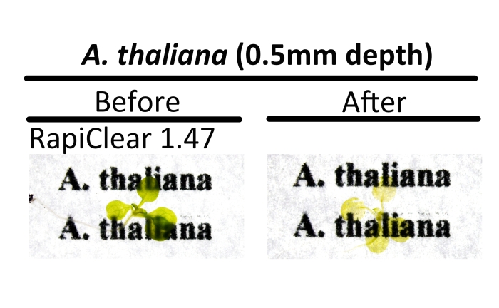 透明化組織RapiClear 1.47の使用例 A. thaliana