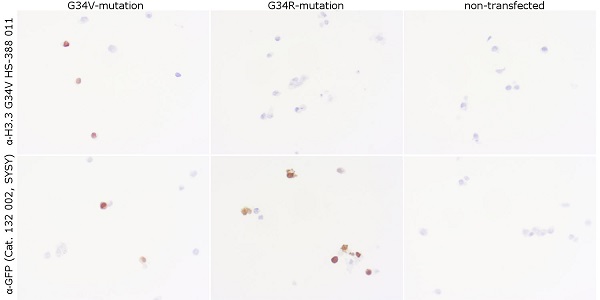 抗Histone H3.3 G34V抗体（#HS-388011）を用いた細胞ペレットでの検証