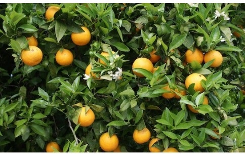 オレンジの果実