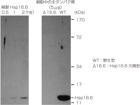 抗Hsp16.6抗体（#SPC-307D）を用いたウエスタンブロッティング像