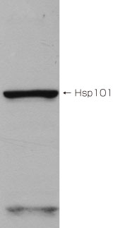 抗Hsp101抗体（#SPC-304B）を用いたウエスタンブロッティング像