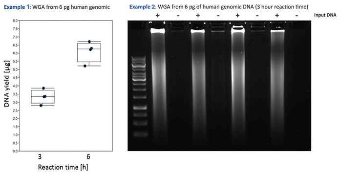 プライマーを用いず少量の精製ゲノムDNAから全ゲノム増幅を行えるキットの使用例1