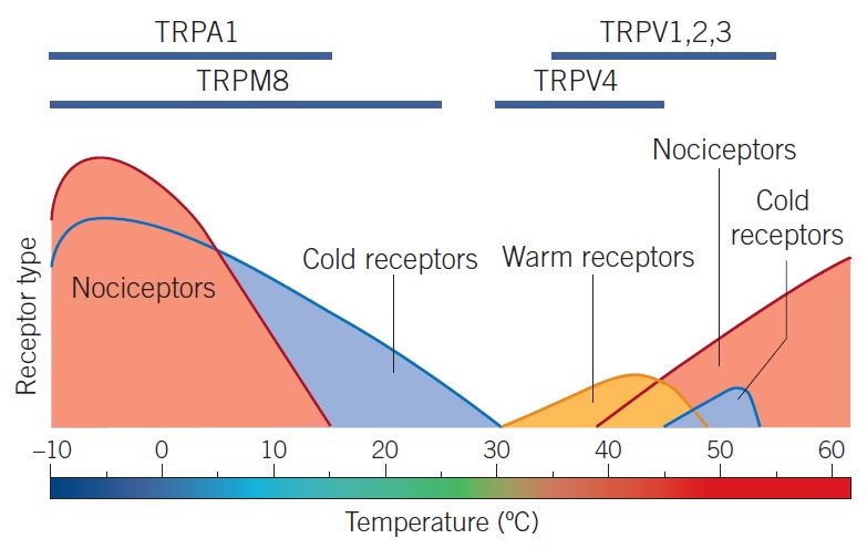 温度センサーとしてのTRPチャネル