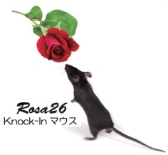 Rosa26 ノックインマウス作製