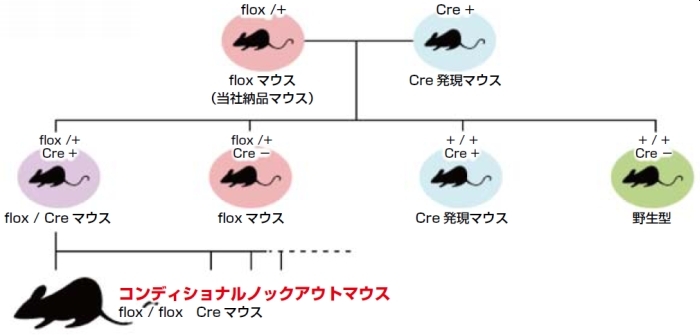 floxマウスとCre発現マウスをかけ合わせることでできるコンディショナルノックアウトマウス