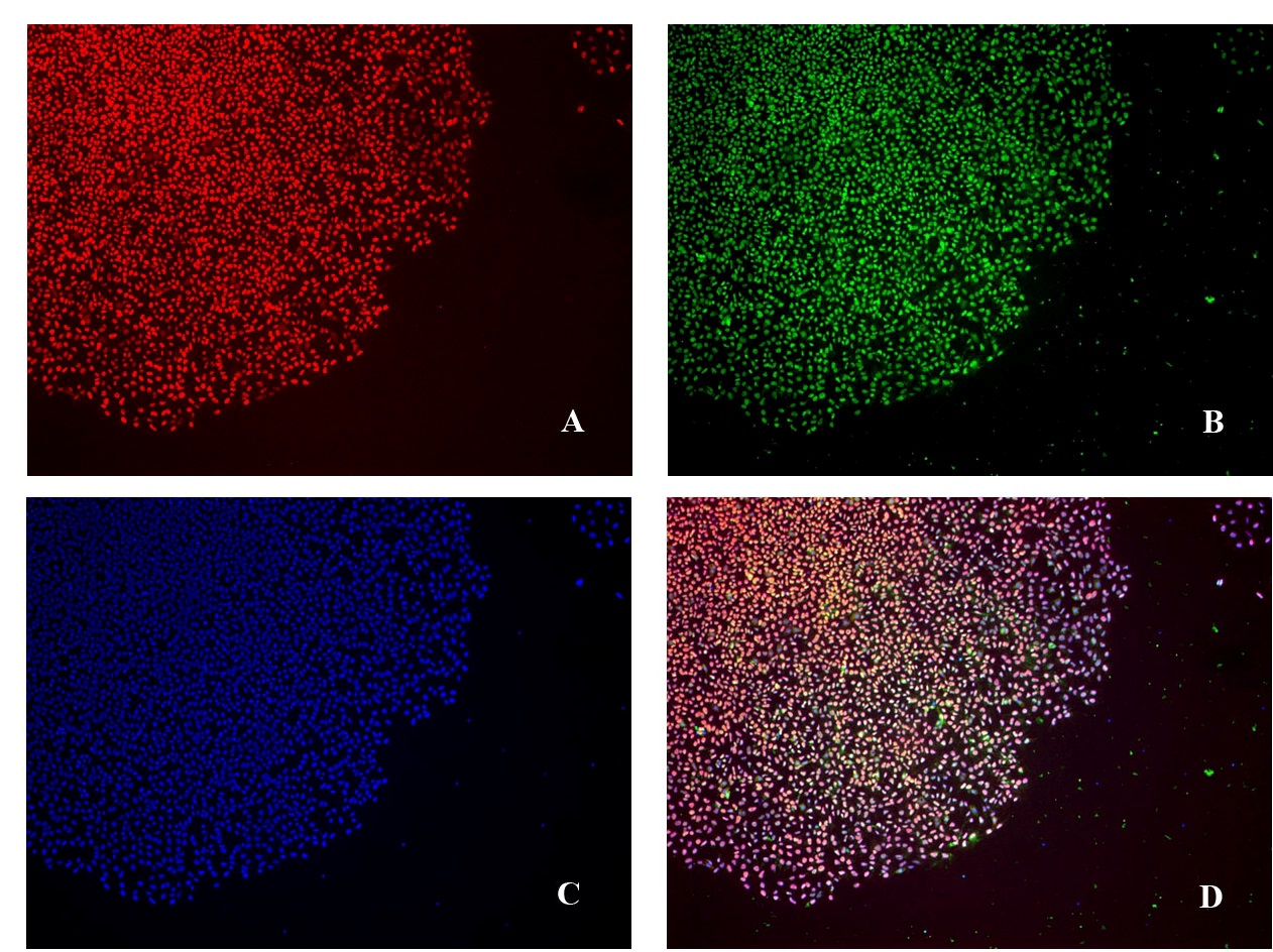 図：Cultrex Stem Cell Qualified Reduced Growth Factor BME, PathClear（#3434-001-02）を用いて3継代培養した後のH9ヒト胚性幹細胞