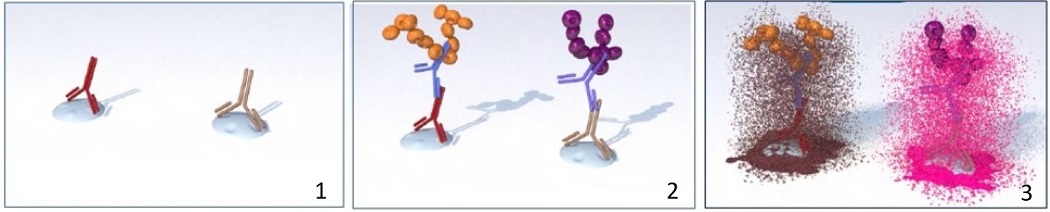 ImmPRESS Duet Double Staining Polymer Kitの染色方法の概略図