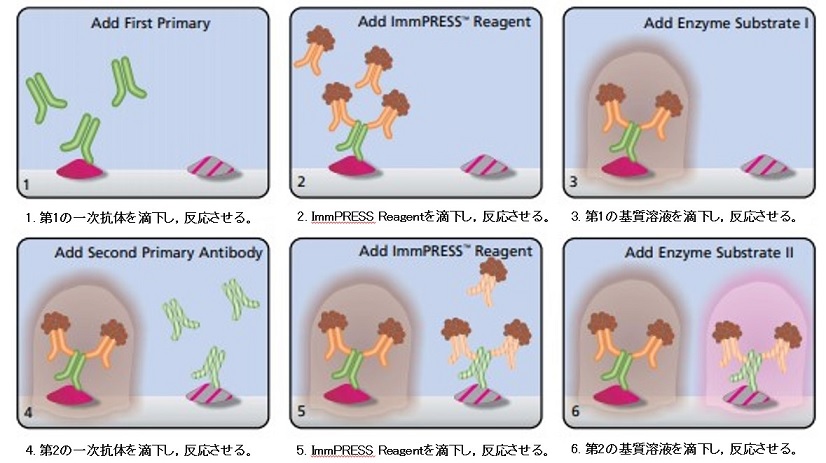 酵素標識ポリマー法を用いた二重染色の概略図