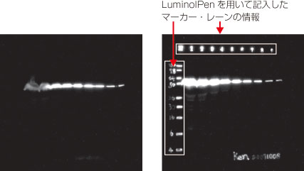 LuminolPenで記入したインクの検出
