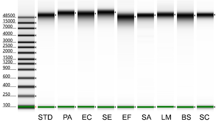 ZymoBIOMICS HMW DNA Standard