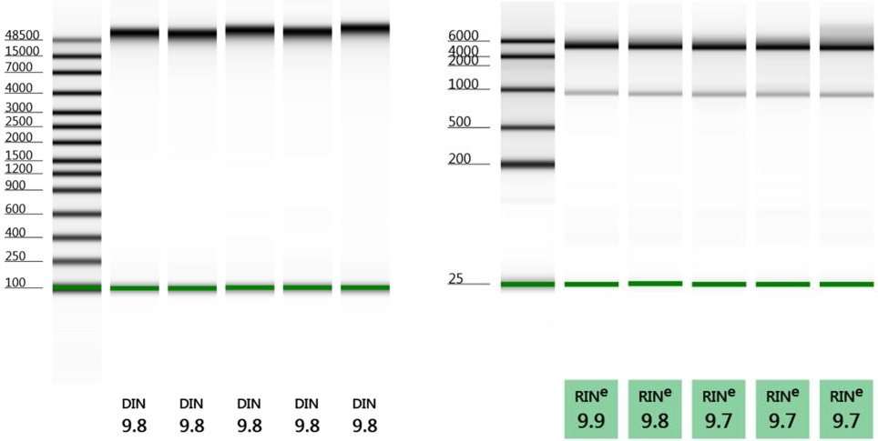 Quick-DNA/RNA MagBeadで品質評価