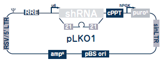 TRC Lentiviral shRNA Libraryベクターマップ