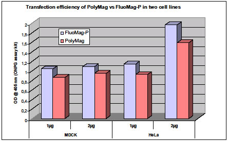 PolyMagを用いてHeLa細胞および MDCK 細胞pLacZ プラスミドDNAを導入