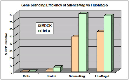 MDCK 細胞および HeLa 細胞にFluoMagを用いてsiRNAを導入