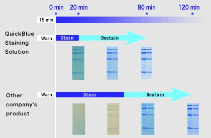 QuickBlue Staining Solution : High Sensitivity, Short time Protein CBB staining