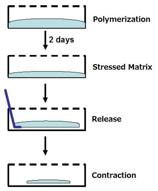 細胞の収縮性を測定するキット Collagen-Based Cell Contraction Assay Kit