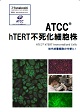 ATCC hTERT不死化細胞株カタログ（ ACC ： ATCC / American Type Culture Collection／#6766）