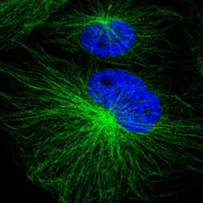 Immunofluorescent staining of human cell line U-251 MG shows localization to microtubules. Antibody staining is shown in green.