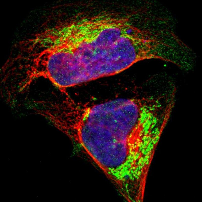 Immunofluorescent staining of human cell line U-2 OS shows localization to mitochondria. Antibody staining is shown in green.