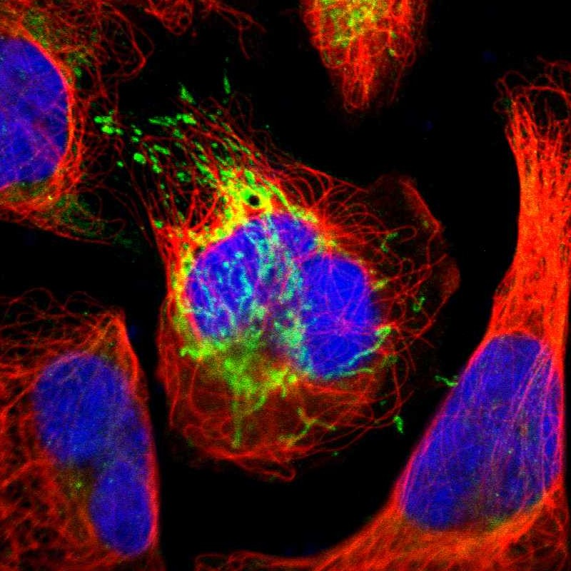 Immunofluorescent staining of human cell line U-2 OS shows localization to mitochondria. Antibody staining is shown in green.