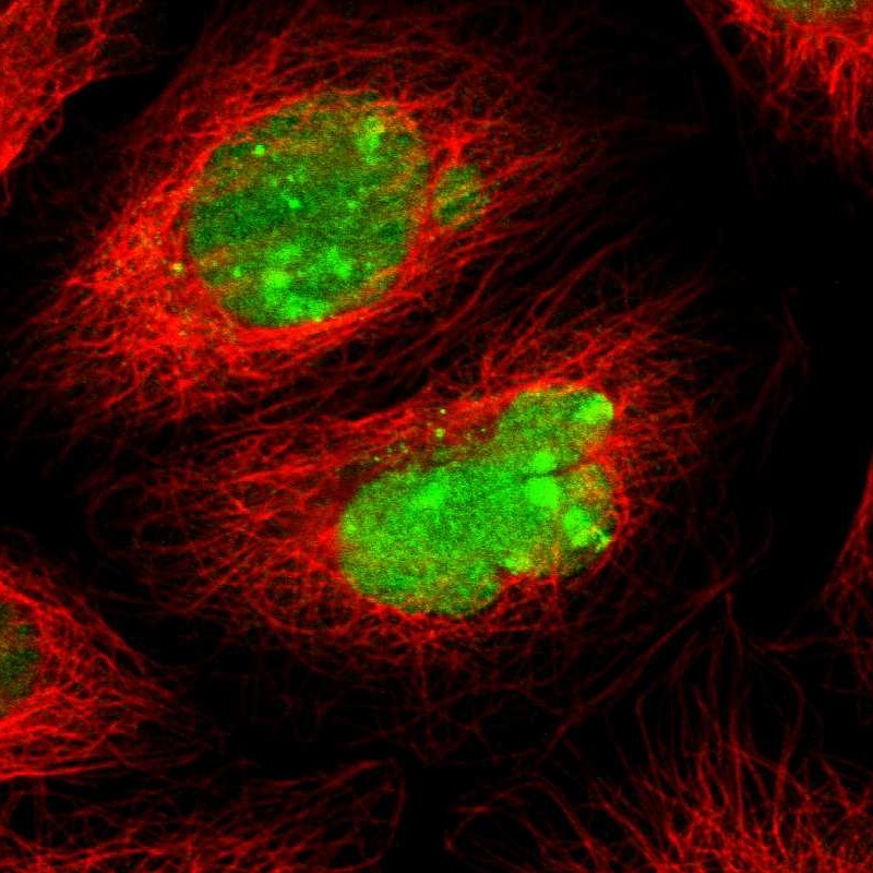 Immunofluorescent staining of human cell line A-431 shows localization to nucleus & nucleoli. Antibody staining is shown in green.