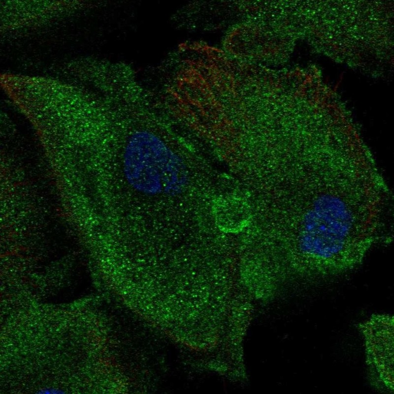 Immunofluorescent staining of human cell line RPTEC TERT1 shows localization to cytosol. Antibody staining is shown in green.