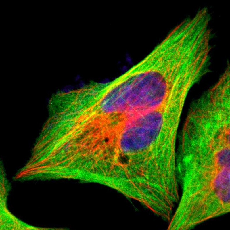 Immunofluorescent staining of human cell line U-2 OS shows localization to plasma membrane, cytosol & actin filaments. Antibody staining is shown in green.