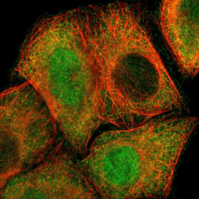 Immunofluorescent staining of human cell line A-431 shows localization to nucleus & cytosol. Antibody staining is shown in green.