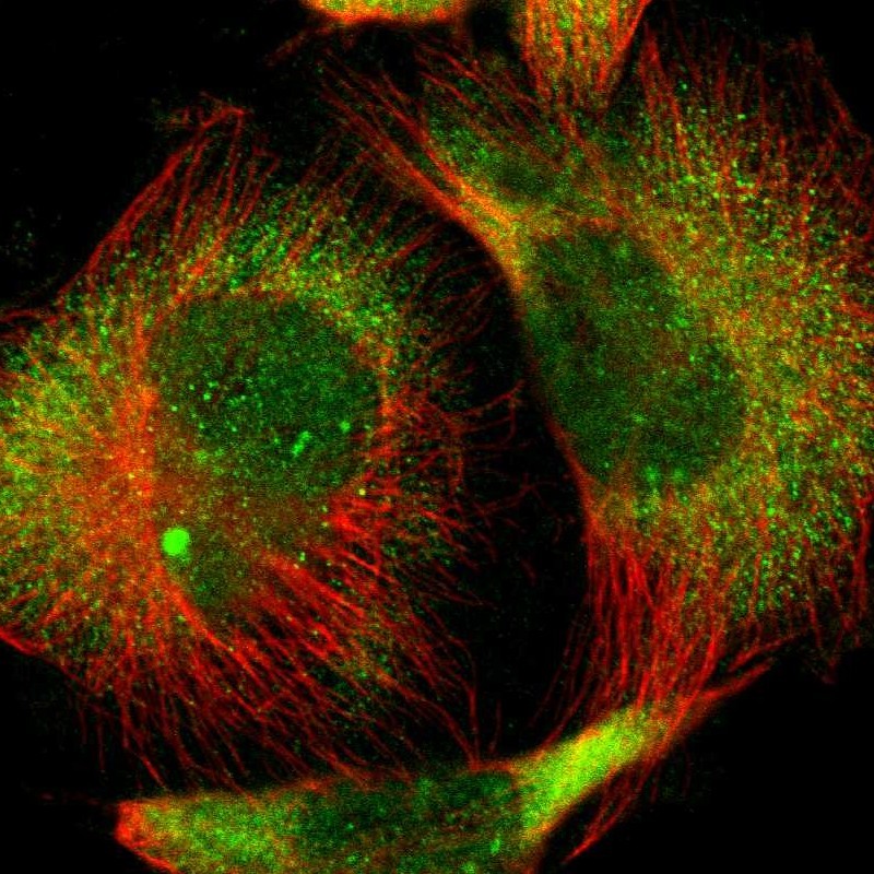 Immunofluorescent staining of human cell line U-251 MG shows localization to nucleoplasm & cytosol. Antibody staining is shown in green.
