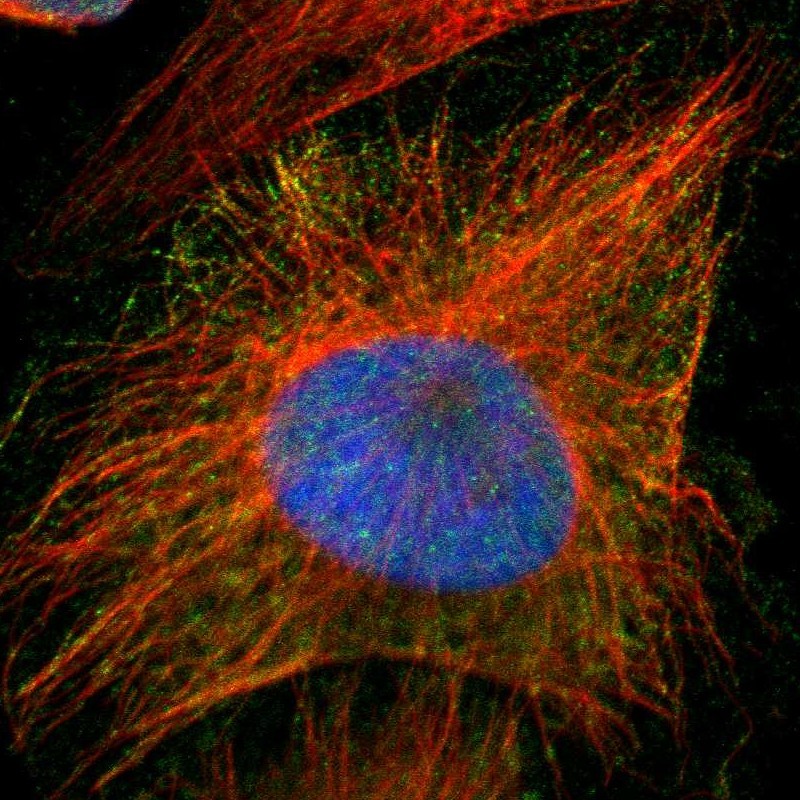 Immunofluorescent staining of human cell line U-251 MG shows localization to nucleus & cytosol. Antibody staining is shown in green.