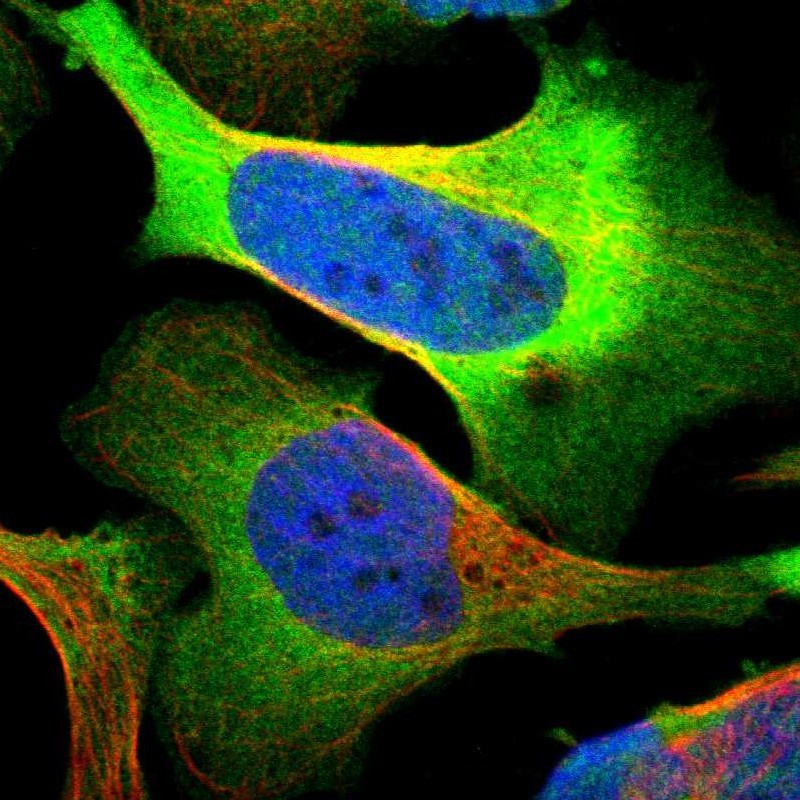 Immunofluorescent staining of human cell line U-2 OS shows localization to plasma membrane & cytosol. Antibody staining is shown in green.
