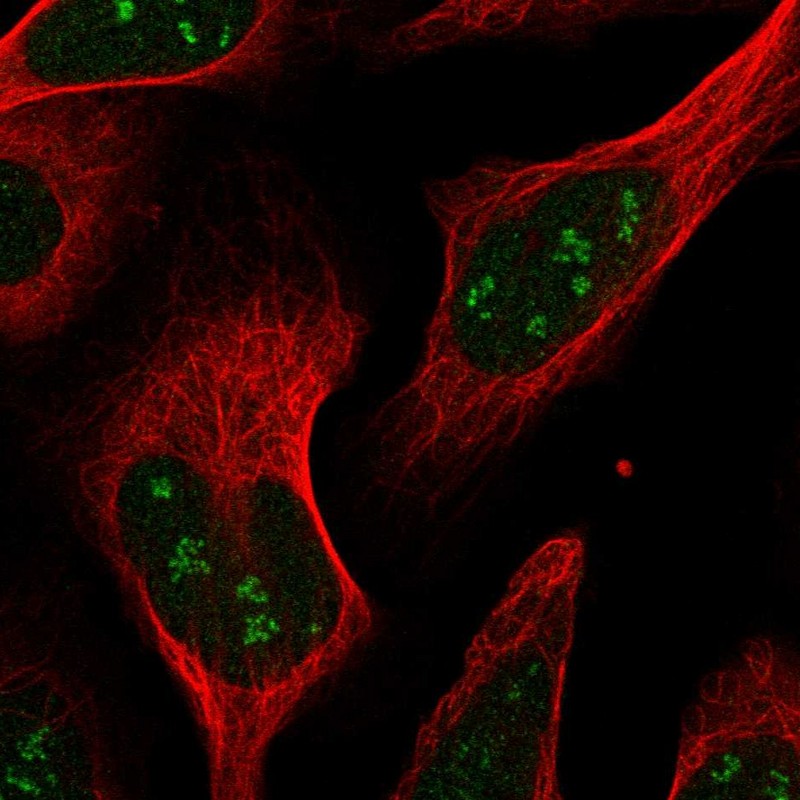 Immunofluorescent staining of human cell line U-2 OS shows localization to nucleus & nucleoli fibrillar center. Antibody staining is shown in green.