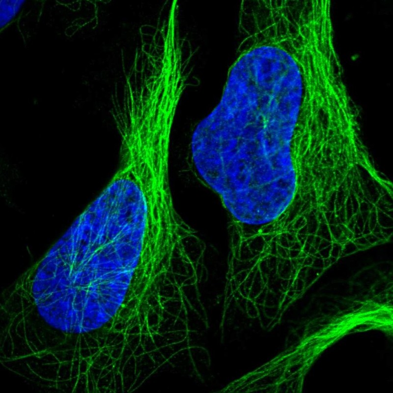 Immunofluorescent staining of human cell line U-2 OS shows localization to nucleoplasm & microtubules. Antibody staining is shown in green.
