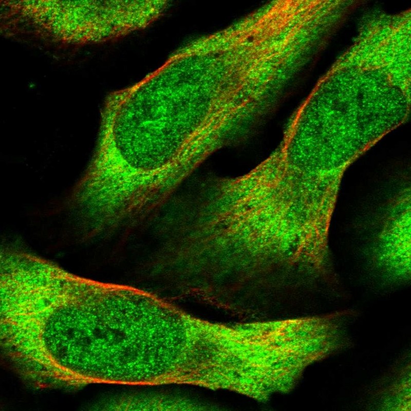 Immunofluorescent staining of human cell line U-2 OS shows localization to nucleoplasm & cytosol. Antibody staining is shown in green.