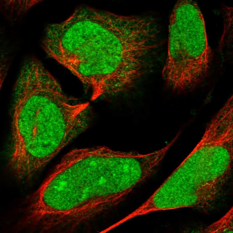 Immunofluorescent staining of human cell line U-2 OS shows localization to nucleus, nucleoli & cytosol. Antibody staining is shown in green.