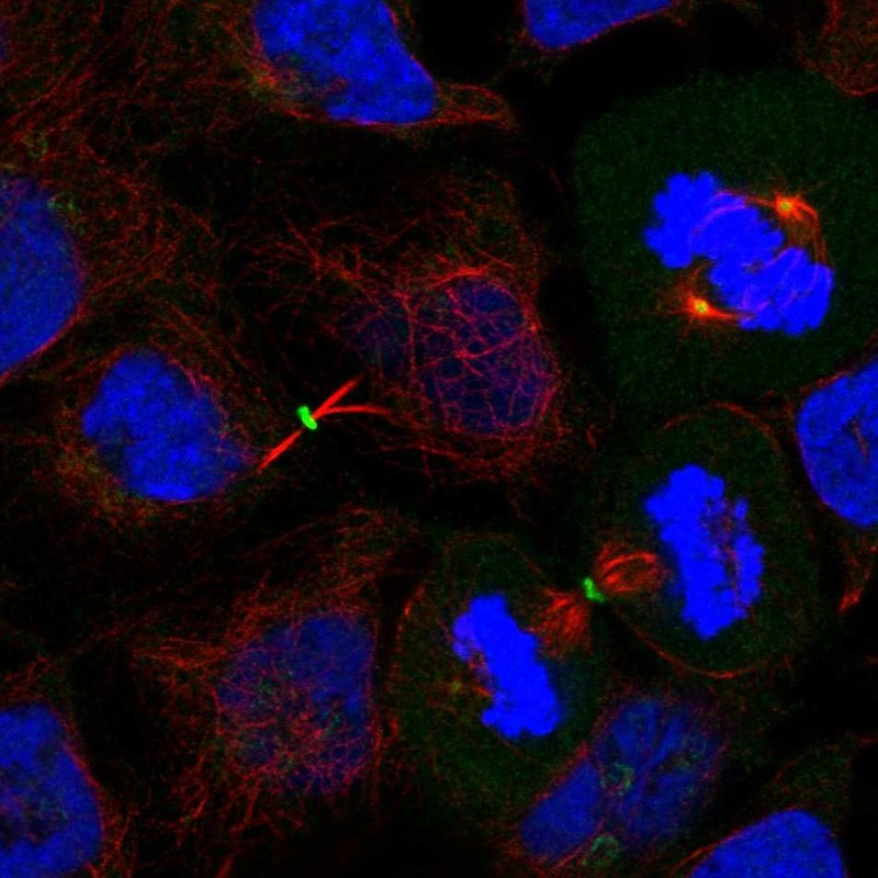 Immunofluorescent staining of human cell line CACO-2 shows localization to centrosome & midbody ring. Antibody staining is shown in green.