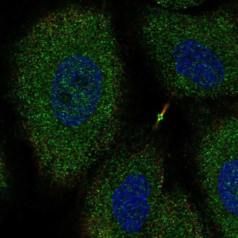Immunofluorescent staining of human cell line A549 shows localization to plasma membrane, cytosol, cytokinetic bridge & midbody ring. Antibody staining is shown in green.