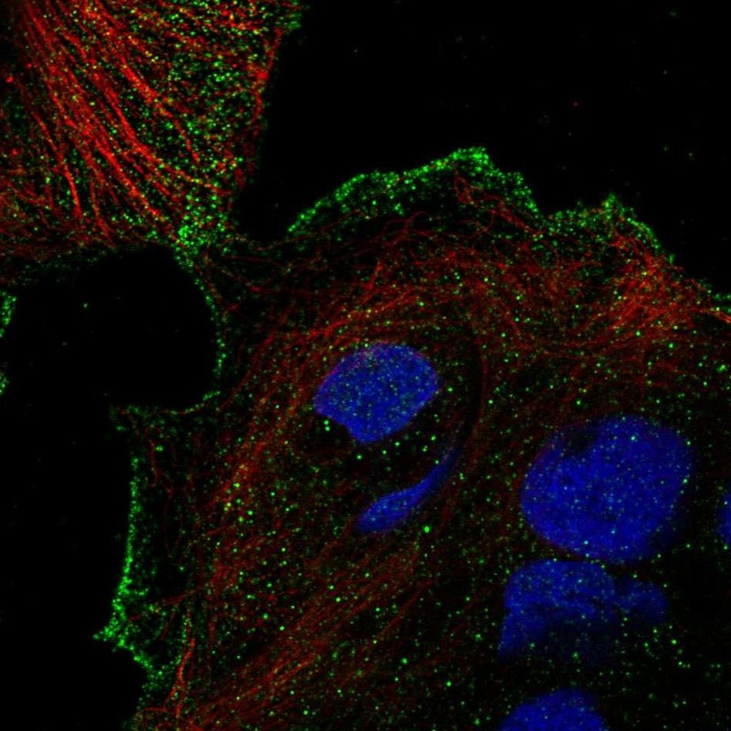 Immunofluorescent staining of human cell line CACO-2 shows localization to plasma membrane. Antibody staining is shown in green.