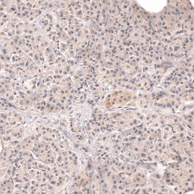 Immunohistochemical staining of human pancreas shows weak cytoplasmic positivity in islets of Langerhans, while exocrine cells are mainly negative.