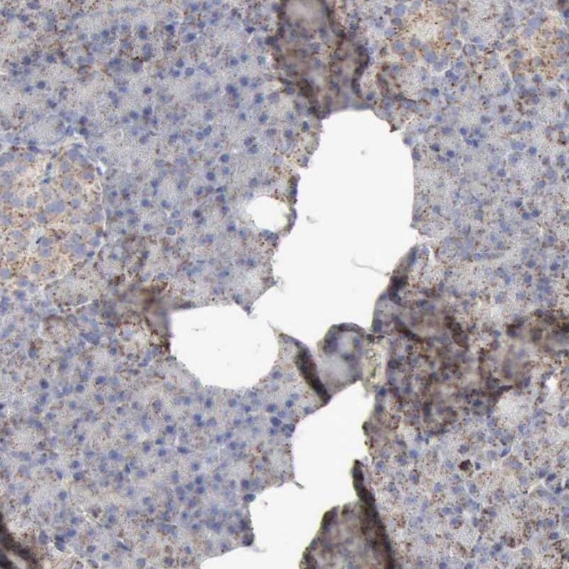Immunohistochemical staining of human pancreas shows low expression as expected.