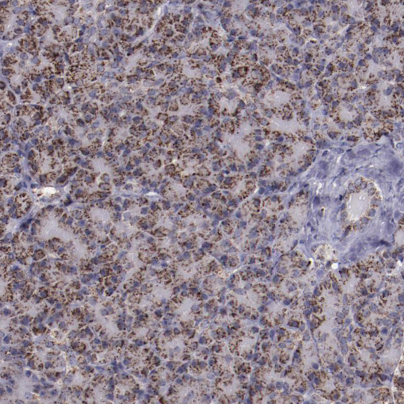 Immunohistochemical staining of human pancreas shows granular cytoplasmic positivity.