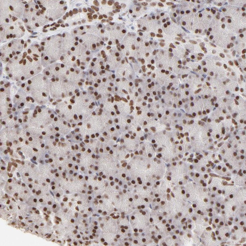 Immunohistochemical staining of human pancreas shows strong nuclear positivity in exocrine glandular cells.