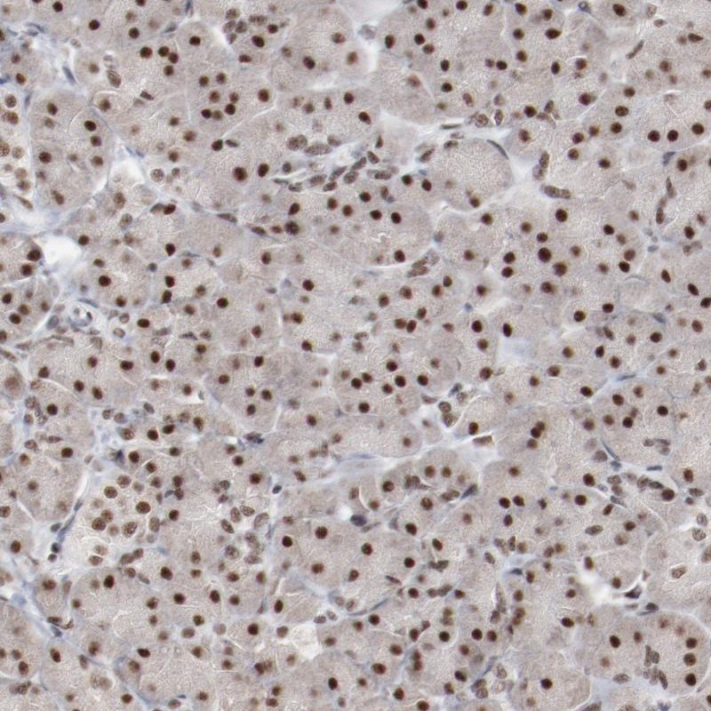 Immunohistochemical staining of human pancreas shows strong nuclear positivity in exocrine glandular cells.