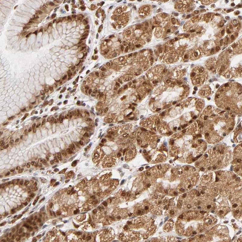 Immunohistochemical staining of human stomach shows strong nuclear and cytoplasmic positivity in glandular cells.
