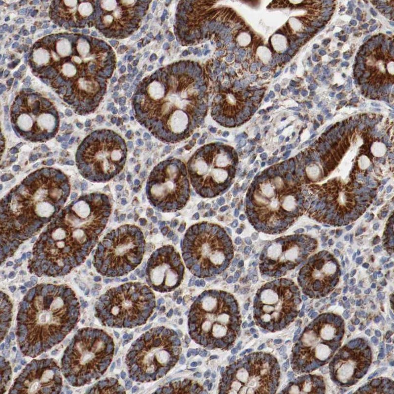 Immunohistochemical staining of human duodenum shows strong cytoplasmic positivity in glandular cells.