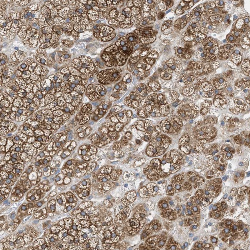 Immunohistochemical staining of human adrenal gland shows cytoplasmic positivity in glandular cells.