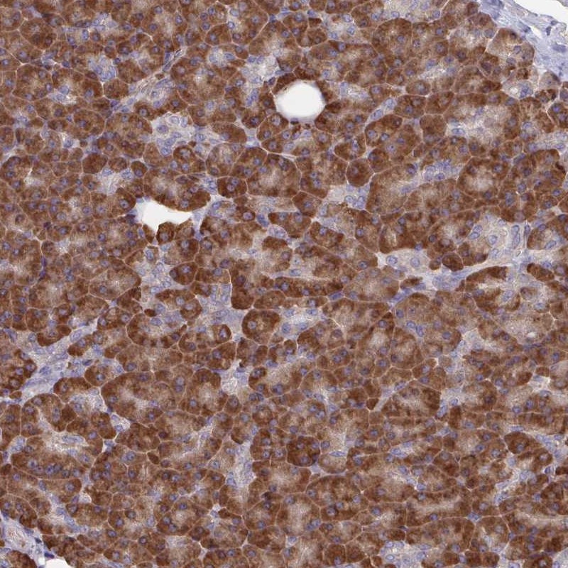 Immunohistochemical staining of human pancreas shows strong cytoplasmic positivity in exocrine glandular cells.