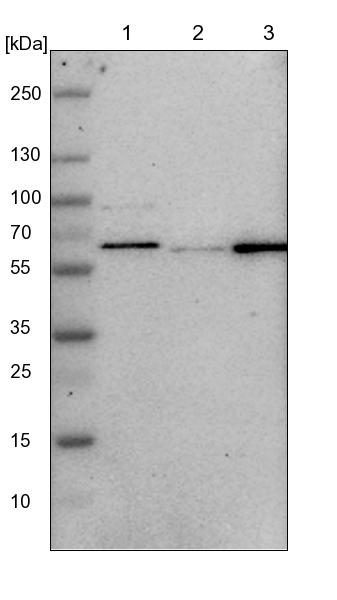 Lane 1: NIH-3T3 cell lysate (Mouse embryonic fibroblast cells)<br/>Lane 2: NBT-II cell lysate (Rat Wistar bladder tumour cells)<br/>Lane 3: PC12 cell lysate (Pheochromocytoma of rat adrenal medulla)